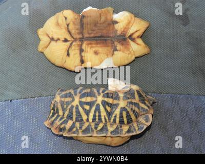 Tortue de tente méridionale (Psammobates tentorius tentorius) Banque D'Images