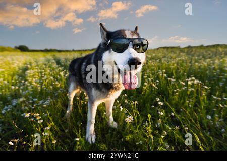 Drôle de photo avec chien, un Husky sibérien ??dans des lunettes de soleil dans le champ le soir d'été au coucher du soleil. Banque D'Images