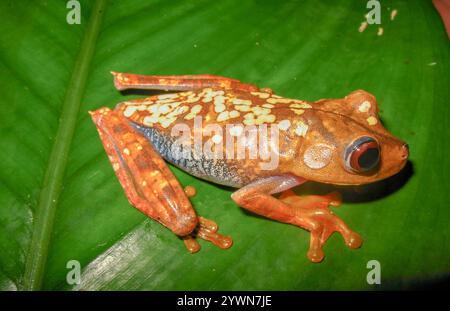 Carte grenouille arborescente (Boana geographica) Banque D'Images