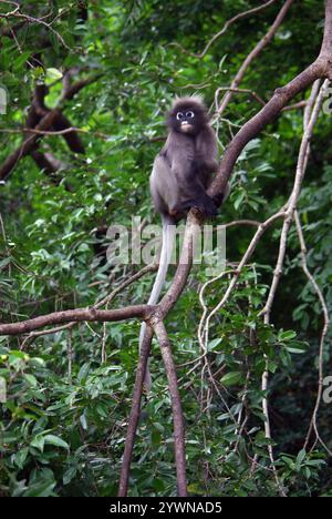 Le singe à feuilles sombres (Trachypithecus obscurus), également connu sous le nom de langur à lunettes ou singe à feuilles à lunettes Banque D'Images