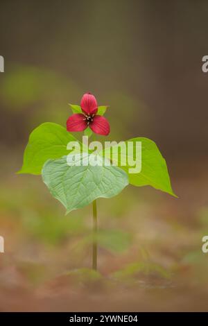 Gros plan d'un Trillium rouge dans les bois du Maine. Banque D'Images
