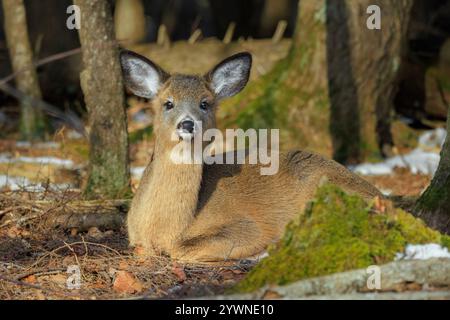 Cerf de Virginie pendant un hiver du Maine. Banque D'Images