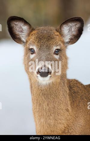 Cerf de Virginie pendant un hiver du Maine. Banque D'Images