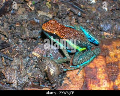 Manú grenouille empoisonnée (Ameerega macero) Banque D'Images