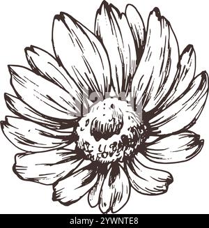 Fleurs de jardin d'automne rudbeckia objet unique. Dessin au trait graphique dessiné à la main à l'encre brune monochrome. Illustration vectorielle d'élément EPS isolé Illustration de Vecteur