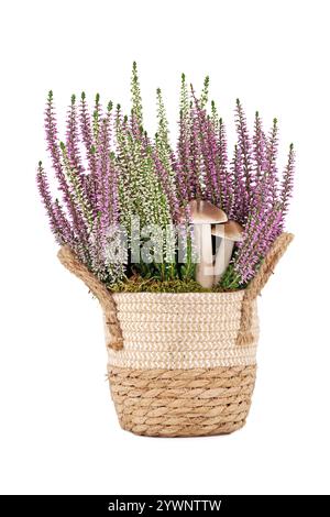 Bruyère blanche et rose, calluna vulgaris, en pot de fleurs tressé avec champignons décoratifs isolés sur fond blanc, plantes automnales en pots Banque D'Images