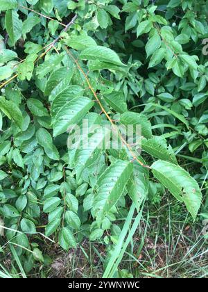 Prune mexicaine (Prunus mexicana) Banque D'Images