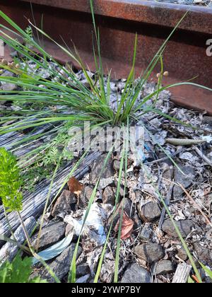 Herbe stricte aux yeux bleus (Sisyrinchium montanum) Banque D'Images