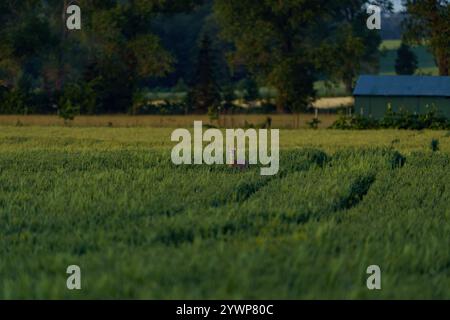 Un petit cerf solitaire, caché parmi de grandes herbes vertes Banque D'Images