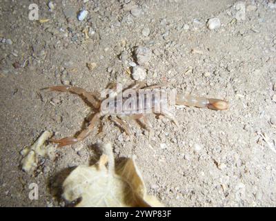 Scorpion à queue rayée (Paravaejovis spinigerus) Banque D'Images