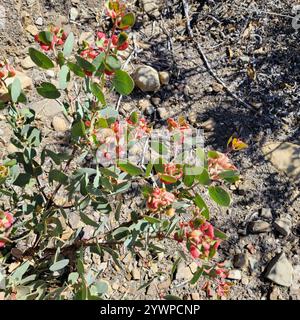 Manzanita (Arctostaphylos glauca) Banque D'Images