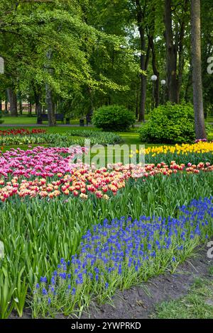 Des parterres de tulipes colorées dans un parc pittoresque, entouré d'arbres verdoyants et de buissons un jour de printemps ensoleillé. Beauté naturelle et loisirs en plein air Banque D'Images