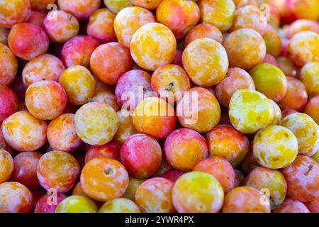 Les prunes mûres sont empilées dans une grande pyramide sur la fenêtre du magasin de légumes. Banque D'Images