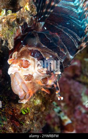 Gros plan d'un Lionfish sur un récif corallien en Indonésie Banque D'Images