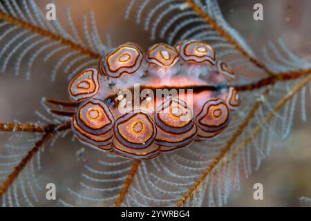 Nudibranche de donut (Doto greenamyeri) sur un hydroïde sur un récif corallien tropical à Bali, Indonésie Banque D'Images