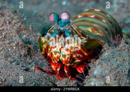 Vue rapprochée d'une crevette de paon Mantis (Odontodactylus scyllarus) sur un récif corallien à Tulamben, Bali, Indonésie Banque D'Images