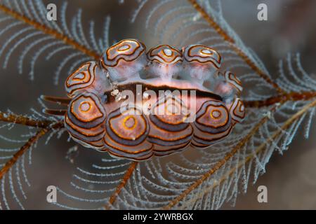 Nudibranche de donut (Doto greenamyeri) sur un hydroïde sur un récif corallien tropical à Bali, Indonésie Banque D'Images