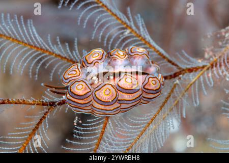 Nudibranche de donut (Doto greenamyeri) sur un hydroïde sur un récif corallien tropical à Bali, Indonésie Banque D'Images