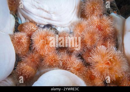 Anémone plumose géante, Metridium farcimen, et anémone grésillée, Metridium senile, îles San Juan, Washington, États-Unis, Océan Pacifique Banque D'Images