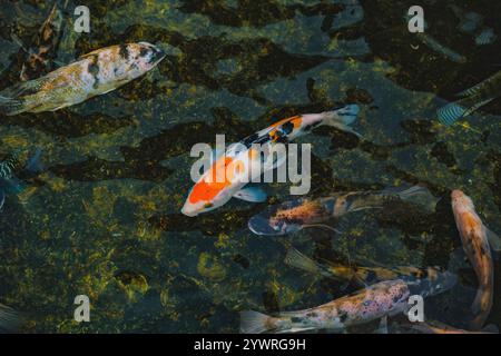 Un groupe dynamique de poissons koi nageant gracieusement dans un étang. Leurs écailles colorées scintillent à la lumière du soleil, créant une scène belle et paisible. Banque D'Images