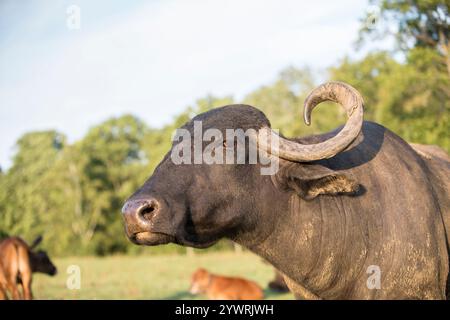 Un grand buffle d'eau femelle avec de grandes cornes. Banque D'Images