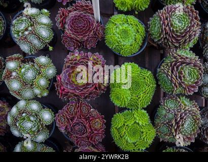 Succulents. Rangées de petits cactus décoratifs en pots. Vue de dessus. Banque D'Images