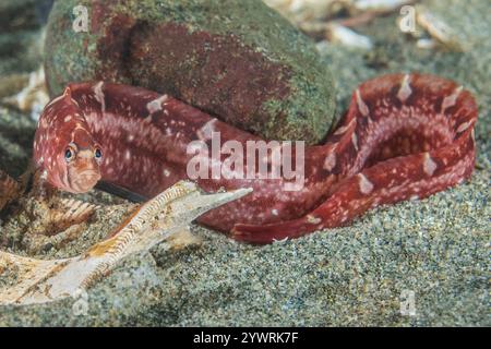 Discovery passage Quadra Island Salish Sea Campbell River Vancouver Island Colombie-Britannique Canada, Saddleback Gunnel Pholis ornata Banque D'Images