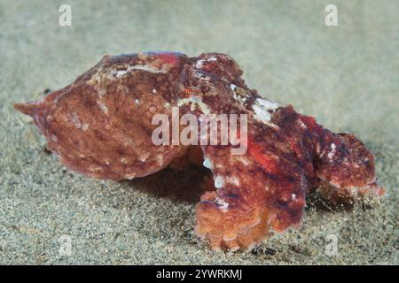 Alki Marine Park Puget Sound Salish Sea West Seattle Washington, Red Octopus Octopus rubescens Banque D'Images