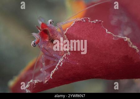 Alki Marine Park Puget Sound Salish Sea West Seattle Washington, Stiletto crevette Heptacarpus Stylus Banque D'Images