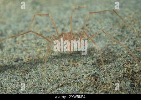 Alki Marine Park Puget Sound Salish Sea West Seattle Washington, Sea Spider Nymphon sp Banque D'Images