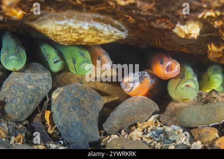 PenPoint Gunnel Apodichthys flavidus, Redondo Beach Poverty Bay Puget Sound Salish Sea des Moines Washington, Saddleback Gunnel Pholis ornata Banque D'Images