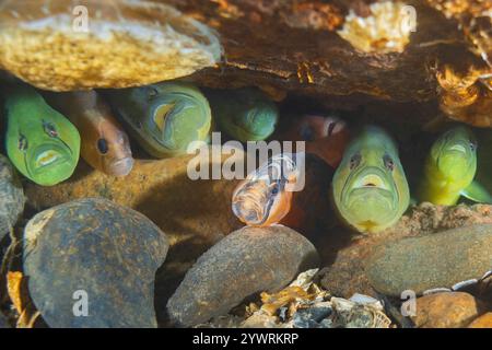 PenPoint Gunnel Apodichthys flavidus, Redondo Beach Poverty Bay Puget Sound Salish Sea des Moines Washington, Saddleback Gunnel Pholis ornata Banque D'Images