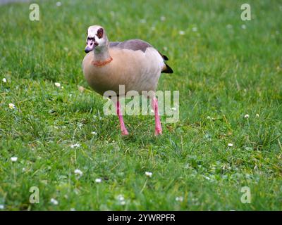 Oie égyptienne (alopochen aegyptiaca) marchant dans un pré à Bonn, Allemagne Banque D'Images