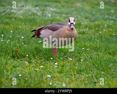 Une oie égyptienne (alopochen aegyptiaca) debout sur l'herbe parsemée de marguerites sur le lit du Rhin en décembre à Bonn, Allemagne, regardant R Banque D'Images