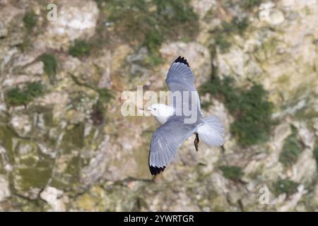 Kittiwake [ Rissa tridactyla ] débarquant sur les falaises de Bempton Cliffs, Royaume-Uni Banque D'Images