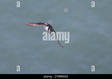 Razorbill [ ALCA torda ] en vol au-dessus des falaises de Bempton, Royaume-Uni Banque D'Images
