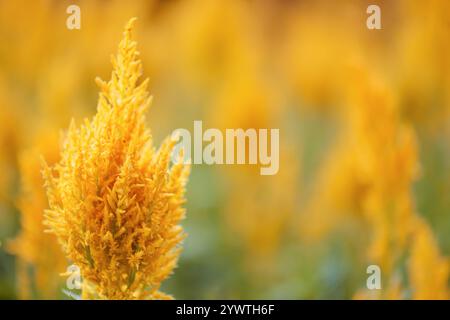 Fleurs jaunes vives sur fond de nature Banque D'Images