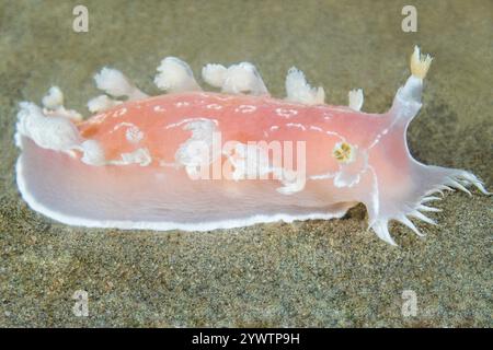 Parc marin d'Alki Puget Sound Salish Sea West Seattle Washington, Diamondback Tritonia Tritonia festiva Banque D'Images