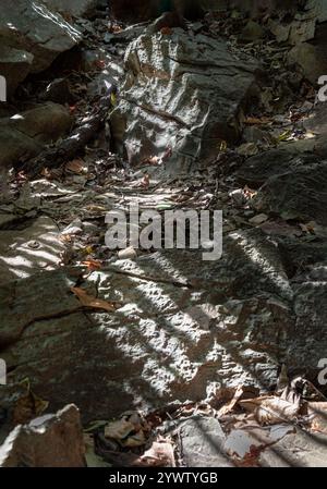 Uthai Thani, Thaïlande - 06 Dec, 2024 - la complexité de la lumière naturelle et de l'ombre passant à travers les arbres et frappant le sol en pierre de l'ancien limesto Banque D'Images