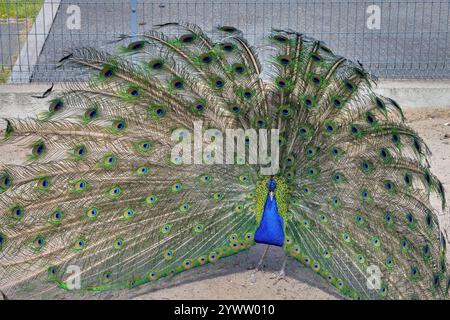 Un magnifique paon étend ses magnifiques plumes de queue, mettant en valeur des couleurs irisées dans un environnement tranquille. Banque D'Images