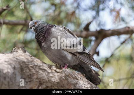 Un pigeon ordinaire se cachant à l'ombre d'un arbre par une chaude journée. Banque D'Images