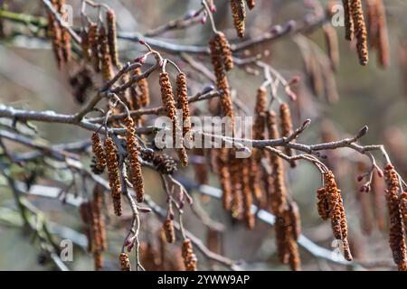 Branche d'aulne européen Alnus glutinosa avec chatons femelles matures, chatons mâles en fleurs et cônes foncés sur fond naturel. Mise au point sélective. La COM Banque D'Images