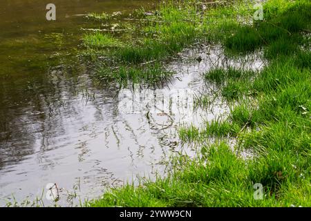 pousses vertes fraîches poussent dans une scène d'inondation printanière. Banque D'Images