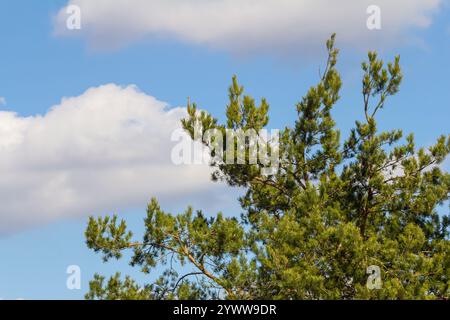 Pinus sylvestris branche avec des cônes en milieu naturel. Banque D'Images