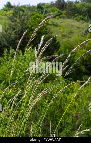 Dans le pré parmi les herbes sauvages dans le pâturage pousse POA. Banque D'Images