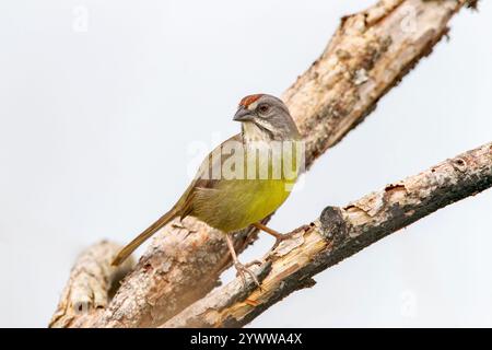 Zapata Sparrow, Torreornis inexpectata, adulte célibataire perché dans la brousse, Zapata, Cuba, 12 janvier 2016 Banque D'Images