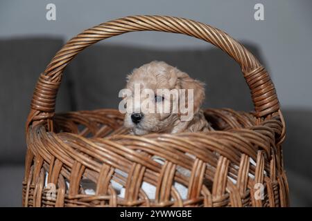 Un chiot Poochon de cinq semaines, légèrement effrayé, est assis dans un panier, préparé pour une visite chez le vétérinaire Banque D'Images