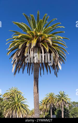 Un palmier vibrant se dresse haut contre un ciel bleu vif et ensoleillé, capturant l'essence d'une journée tropicale Banque D'Images