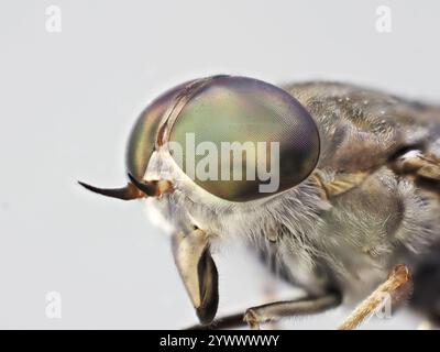 Mouche stable ou insecte mouche à cheval, Tabanidae en Thaïlande et en Asie du Sud-est. Banque D'Images