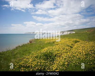 Kidney Vetch fleurit le long de la côte près de Compton Bay sur l'île de Wight, en Angleterre Banque D'Images